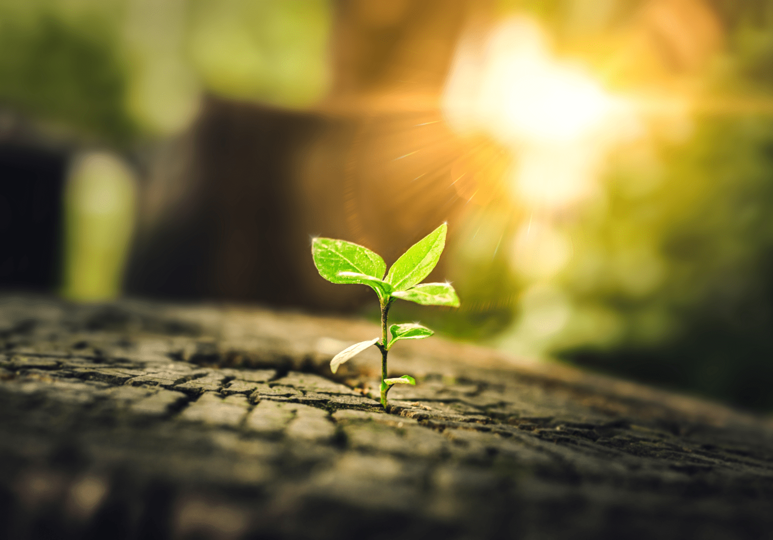 A small plant growing from the ground in front of trees.